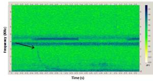 Sound spectrogram of a Newell's Shearwater colliding with a power line (credit Conservation Metrics, Inc.)