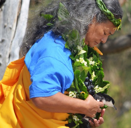 Kupuna Sabra Kauka prepares to release a fledgling as part of the annual E Ho‘opomaika‘i ‘ia na Manu ‘A‘o (A Cultural Release of the Native Newell’s Shearwater)