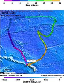Satellite tagged Hawaiian Petrel 'Red99', now only 34km away from home...... surely its chick is looking forward to its parents' return, 21 days and 9,794km later!