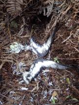 Remains of Newell's Shearwater after a cat predation